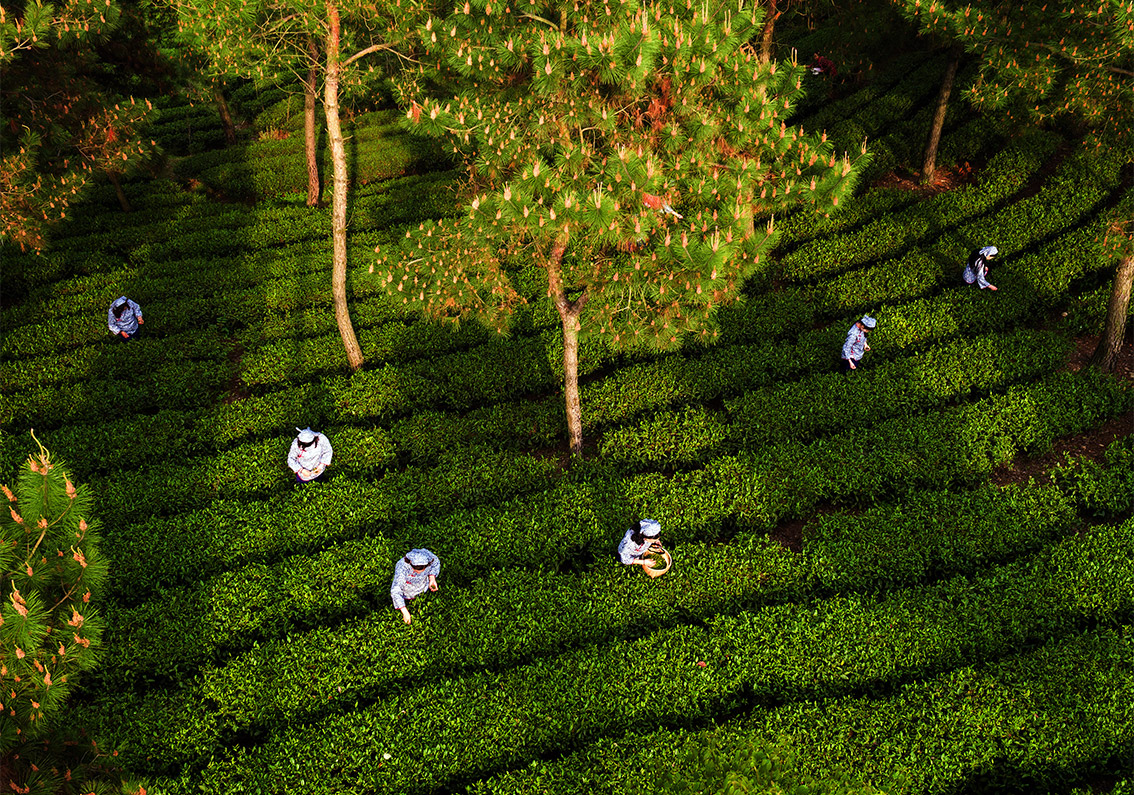 茶葉品牌商標(biāo)取名大全集-探鳴起名網(wǎng).jpg