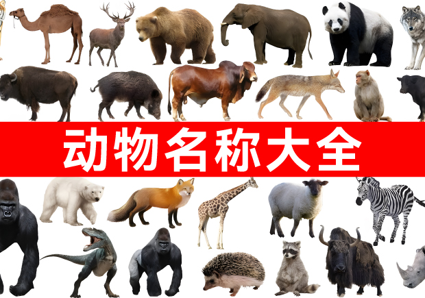 我們正在構(gòu)建網(wǎng)絡(luò)上最全面的動物名稱庫！.jpg